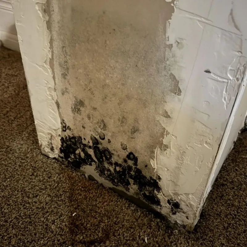Professional Mold Removal in Saint Marys, WV